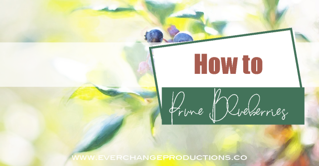 How To Prune Blueberries