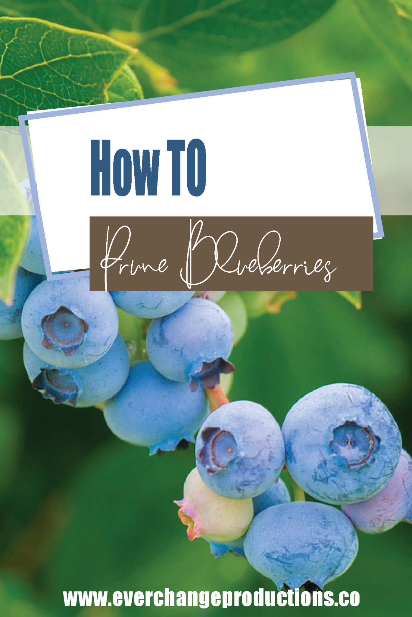 How To Prune Blueberries